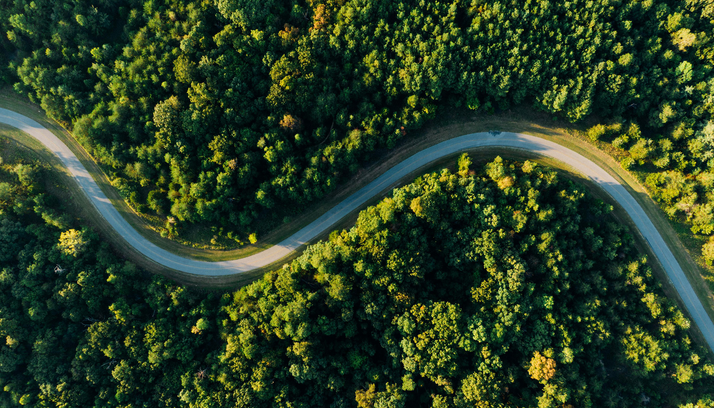A road winding through a forest as seen from above